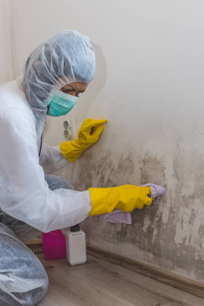 Best Mold Prevention Services  in Merryville, LA